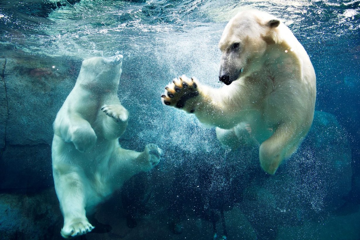foto af isbjørn